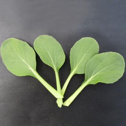Picture of Pak Choi Shanghai Green Stem